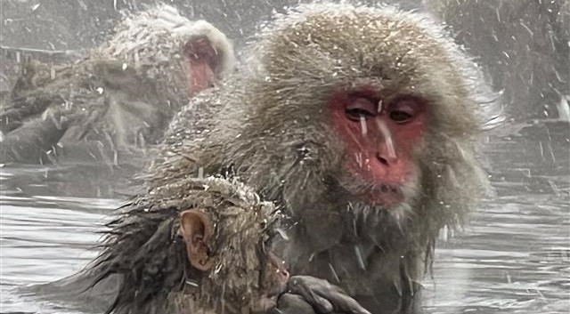 snow monkey park nagano japan